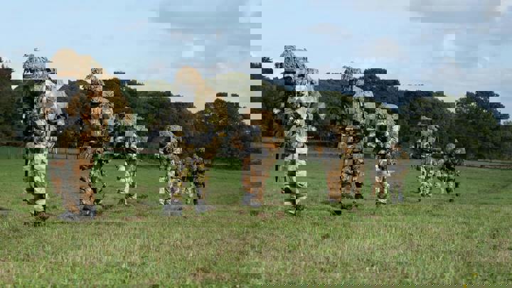 Pexels Micklatter 14065742